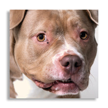 Afbeelding in Gallery-weergave laden, Y.O.P.E. &amp; AVVNT MM ‘Music for Dogs’
